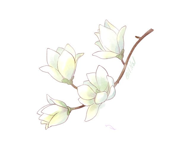 ららら白木蓮の花の構造がよくわからないよらららのtwitterイラスト検索結果