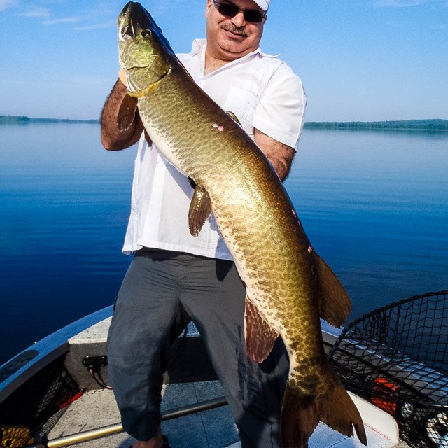 MuskyChasers's tweet photo. Shout out to Ottawa River Musky Factory, this week's #MuskyMention. John has 40+ years under his belt plus a team of 3 other top guides.

Check out their Guide Showcase page: https://t.co/WjB3rZ0xNi and book your trip before '19 fills up!

#MuskyChasers #muskyfishing #trophymusky https://t.co/qP5RoPfbz5