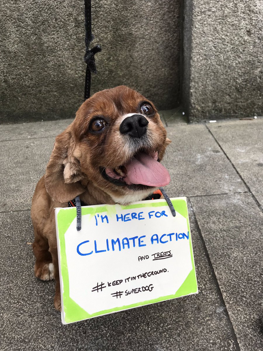 Week 10 in #Dublin for #FutureFridays and the cabinets have joined in! 🌍🐶 #ClimateAction