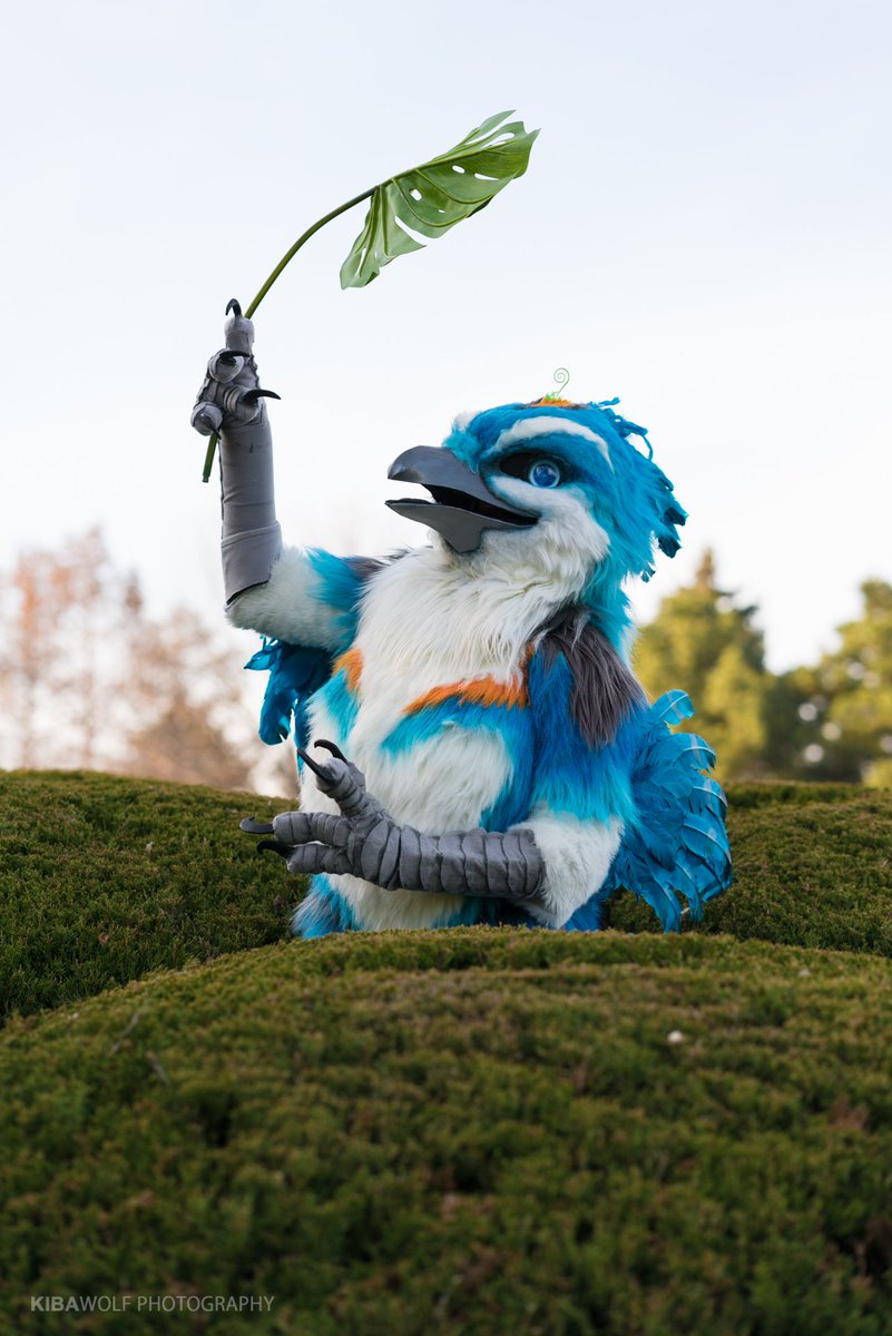 CLICK_the_bird's tweet photo. 🔍🍀‼️‼️‼️

📸: @KibaRinWolf 
#FursuitFriday #fursuit #birdfursuit #bird #CLICKBird https://t.co/df11JwU13E