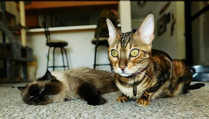 QueenBooThang1's tweet photo. Meet my sis, Mila 💓She's a BENGAL cat 🐯 Would you like to see more of here? Let me know in the replies 👇 https://t.co/53GUTDVMAy