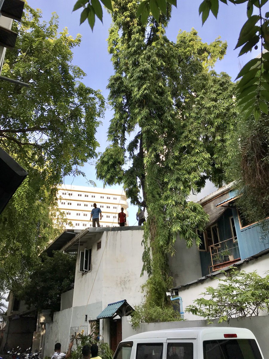 msizxanij's tweet photo. Our #AsokaTree is finally being cut down today! Sad to see this old tree planted by grandma being cut into small pieces as it stands 7 stories tall! Sad but this needed to be done to avoid its roots damaging our neighbor’s property.. Adios Asoka! ☹️ https://t.co/1abx45iSMa