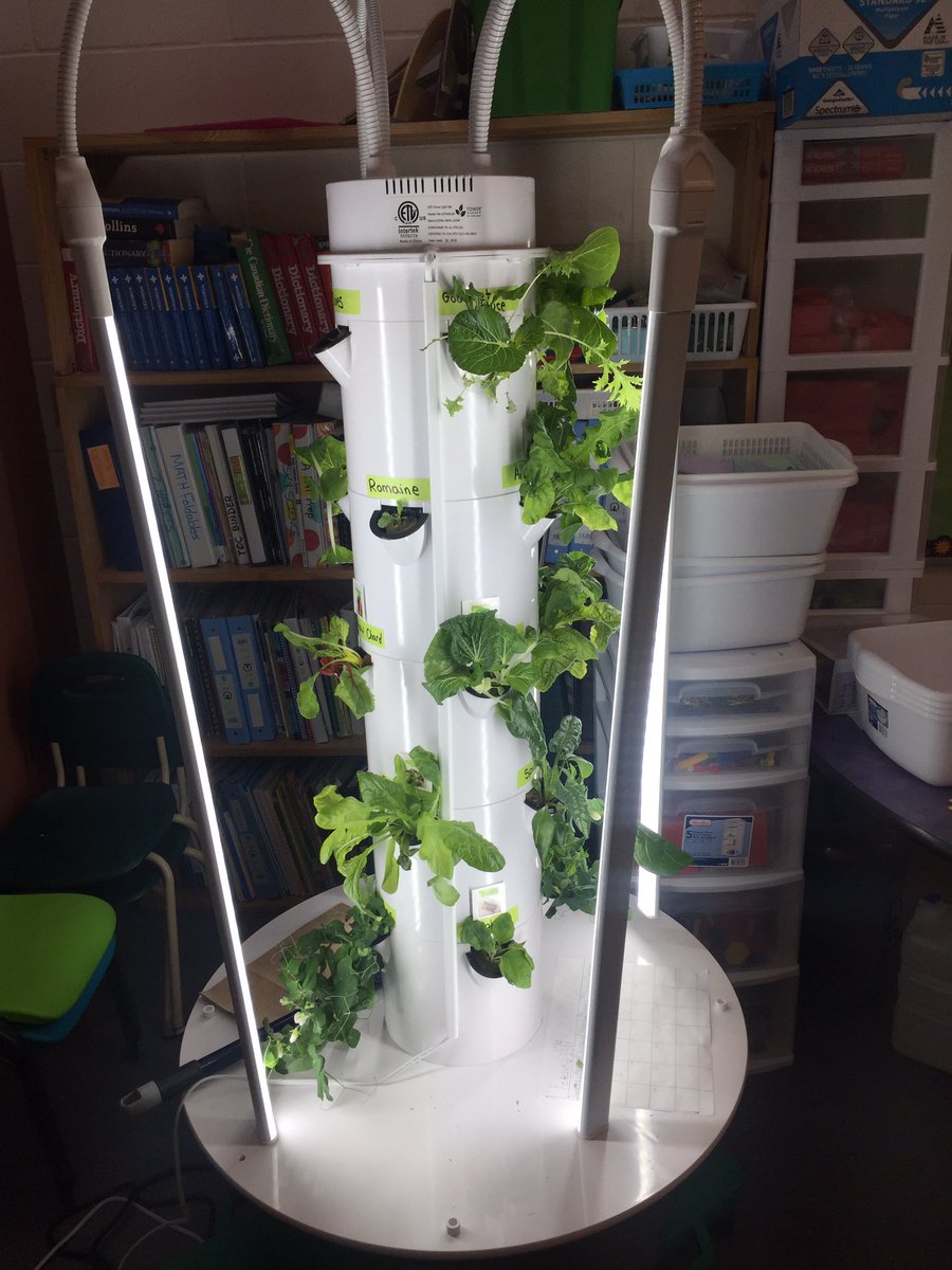 ms_ingram12's tweet photo. Test tasting our Tower Garden veggies! #homegrown #firstcrop #tastetesting #tryingnewthings @DrClarkSchool @JRoy65 @FMPSD @TowerGardenCDN @tanyaTswizzle99 https://t.co/2fGsslchdG
