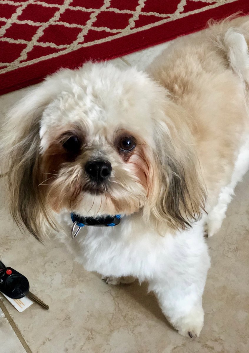 PepperMulherin's tweet photo. #Furbaby Yogi sporting his new haircut today. #AboutDogs Rosie noted someone in this photo needs to lose a little weight. @FirstDogHenry - any suggestions to help him mirror your physical fitness? https://t.co/NTDQLr8Ou1