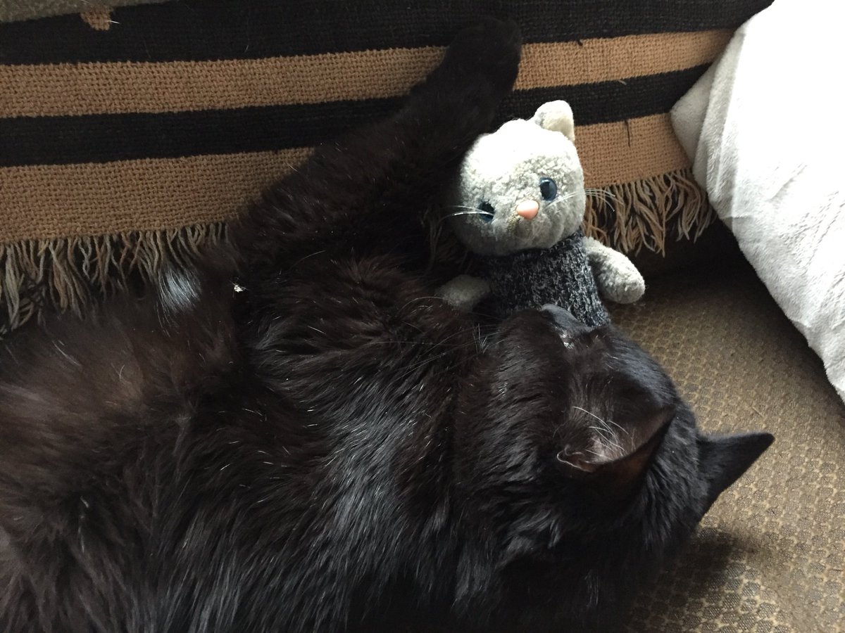 LittleTim19's tweet photo. I love ❤️ snuggles with my pal @EarlGreyKitty #CatsofTwitter #Cats https://t.co/CgE0IhymEK