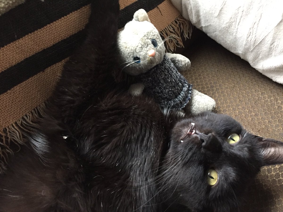 LittleTim19's tweet photo. I love ❤️ snuggles with my pal @EarlGreyKitty #CatsofTwitter #Cats https://t.co/CgE0IhymEK