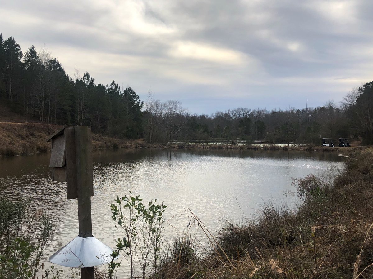CateecheeGC's tweet photo. Now that the wood ducks are beginning to migrate back north, keep an eye out for them around our wood duck boxes! 
.
.
.
#cateechee #lakehartwell #georgia #exploregeorgia #woodduck #audubon #signaturecourse #birdwatching #golf https://t.co/dRFeXp9u0y