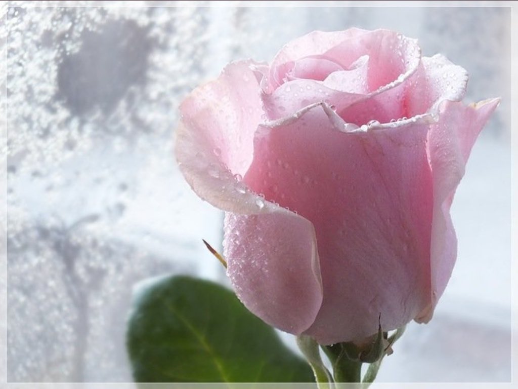 Нежный новый хороший. Нежные розы зимой. Добрый день снег розы. Доброе зимнее утро с розами. Нежные цветы в снегу.