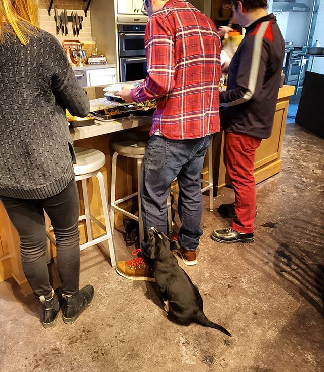 in2itivecontent's tweet image. Puppies patiently waiting in line for lunch. bit.ly/2DJfXV8