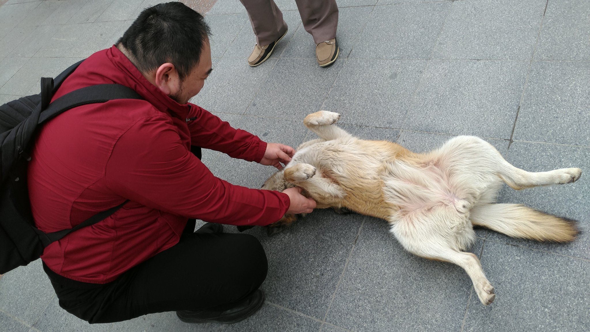 Twitter 上的 村上紀義 エスキシェヒルの犬に絶対服従のポーズをとらせてしまった 笑 人だかりができちゃった 笑 T Co Cmoh95mmy7 Twitter
