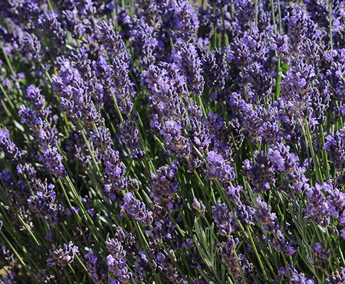 According to the Chicago Botanic Garden trial managers, ‘SuperBlue’ was the most compact lavender in their trial, even after many years’ growth. Read more about <a href="/chicagobotanic/">Chicago Botanic Garden</a>'s 7-year lavender trial here: darwinperennials.com/Blog/2019/02/1…