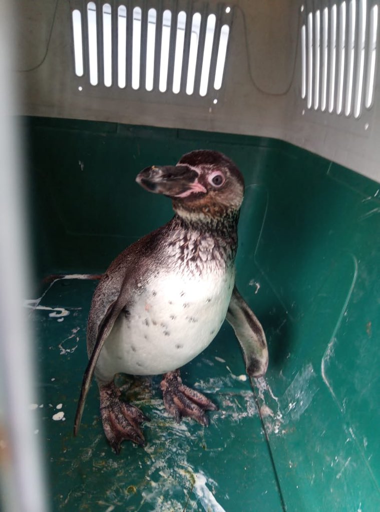 CONAFantof's tweet image. De regreso a su hogar! Un pinguino de humboldt y una tortuga olivácea, fueron liberados hoy, luego de ser  estabilizados en el Centro de Rescate y Rehabilitación de Fauna Silvestre de la @udeantofagasta. Participó @sernapesca @conaf_minagri #search ❤️#Antofagasta