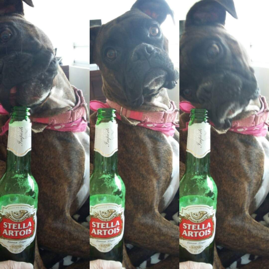 LlergoG's tweet photo. A alguien le llama la atención la cerveza 😅😅 #PippamiBoxer #boxerdogs https://t.co/I7ulu2cslN