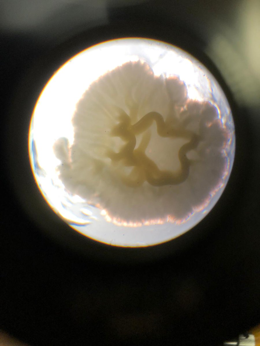 CCN L3 Health and Social care/Health Studies tweet media