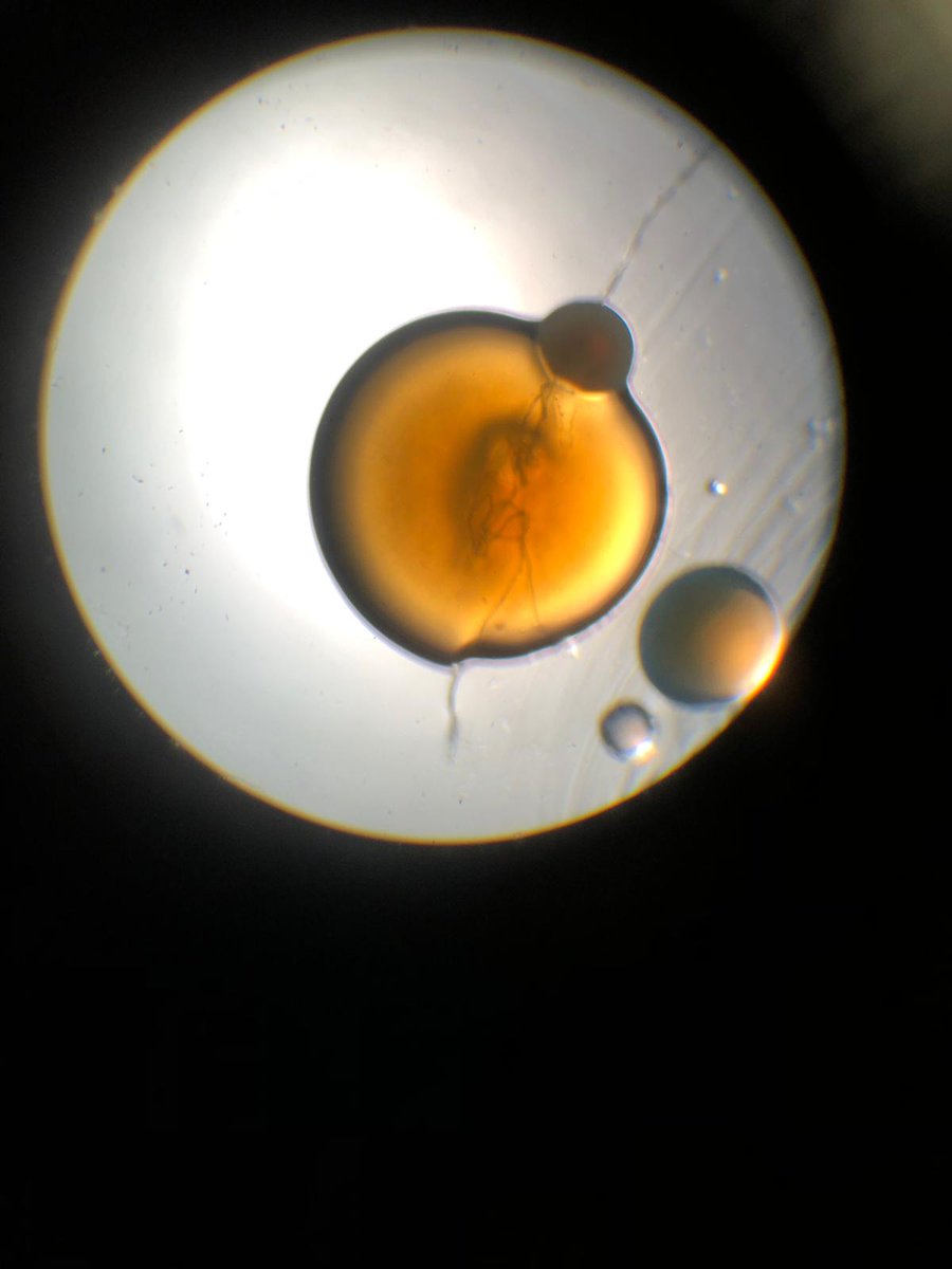 CCN L3 Health and Social care/Health Studies tweet media