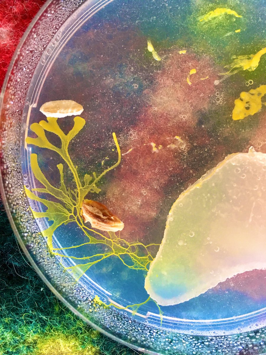 WillowKaya's tweet photo. #physarum is expressing itsself in a whole new way :D #biology #slimemold #labfriday #artist #bauhausweimar https://t.co/4ph26Ff4Ca