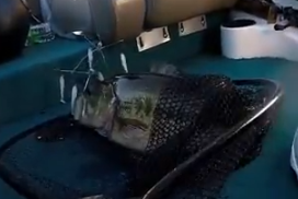 baitandwait's tweet photo. https://t.co/RBt2p4z849
Winter Bass Fishing at its finest! This is the 21 pound tournament bag from Shawn
#fishing #angler #bass #largemouthbass #winterfishing #fishingtournament #baitandwaitoutdoors #lkg #lakelike #fish #bigfish #pbfish #lunker #bassfishing https://t.co/0PLKc9G51x