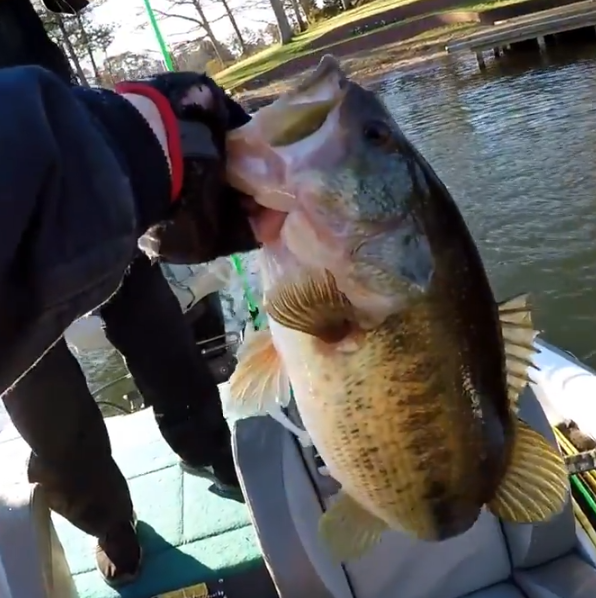 baitandwait's tweet photo. https://t.co/RBt2p4z849
Winter Bass Fishing at its finest! This is the 21 pound tournament bag from Shawn
#fishing #angler #bass #largemouthbass #winterfishing #fishingtournament #baitandwaitoutdoors #lkg #lakelike #fish #bigfish #pbfish #lunker #bassfishing https://t.co/0PLKc9G51x