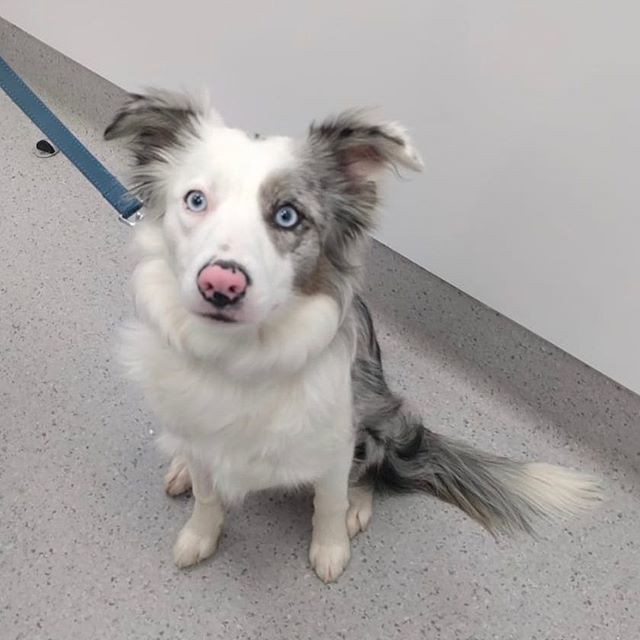 V4PMalvern's tweet photo. Neela came in for her final post op check after her spay. Needless to say, she got plenty of cuddles from our nurse, Philippa 🐶💕 #dogsofinstagram #bordercolliesofinstagram #colliesofinstagram #neutering #vets4petsmalvern #petsathomemalvern https://t.co/rNi3ppxF1V https://t.co/b9FUWVbfDM