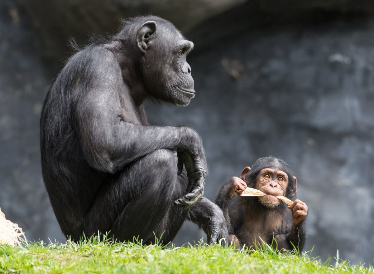 Hanging out with mom! Photo by Michelle W #chimpanzees #wildlife #endangeredspecies