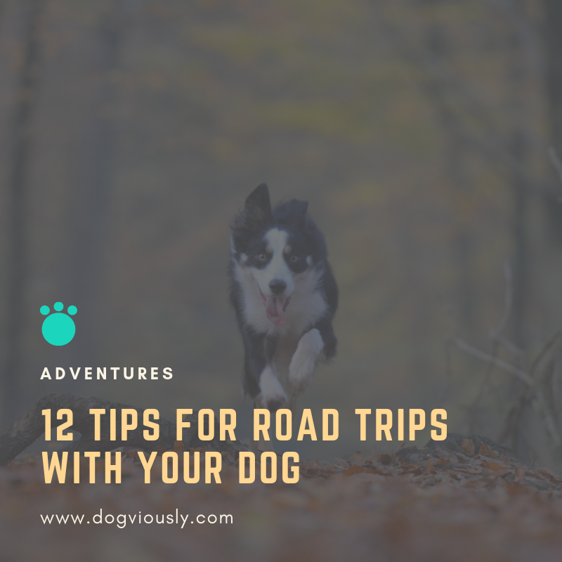 dogviously's tweet image. Road trips are fun, and they are even more fun when you have the best tips to make this a fun adventure with your dog. 
Read our blog to learn more: goo.gl/7D6q5J