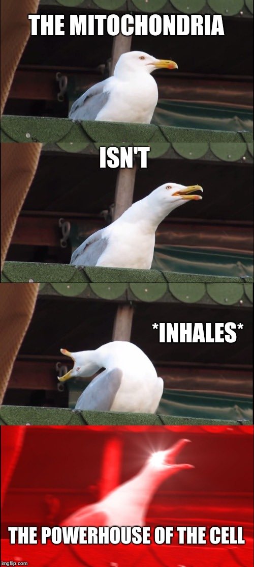 bigboylyso's tweet photo. Meme intermission #cellc2k19 @MsDSacco https://t.co/U9ro1y81C9