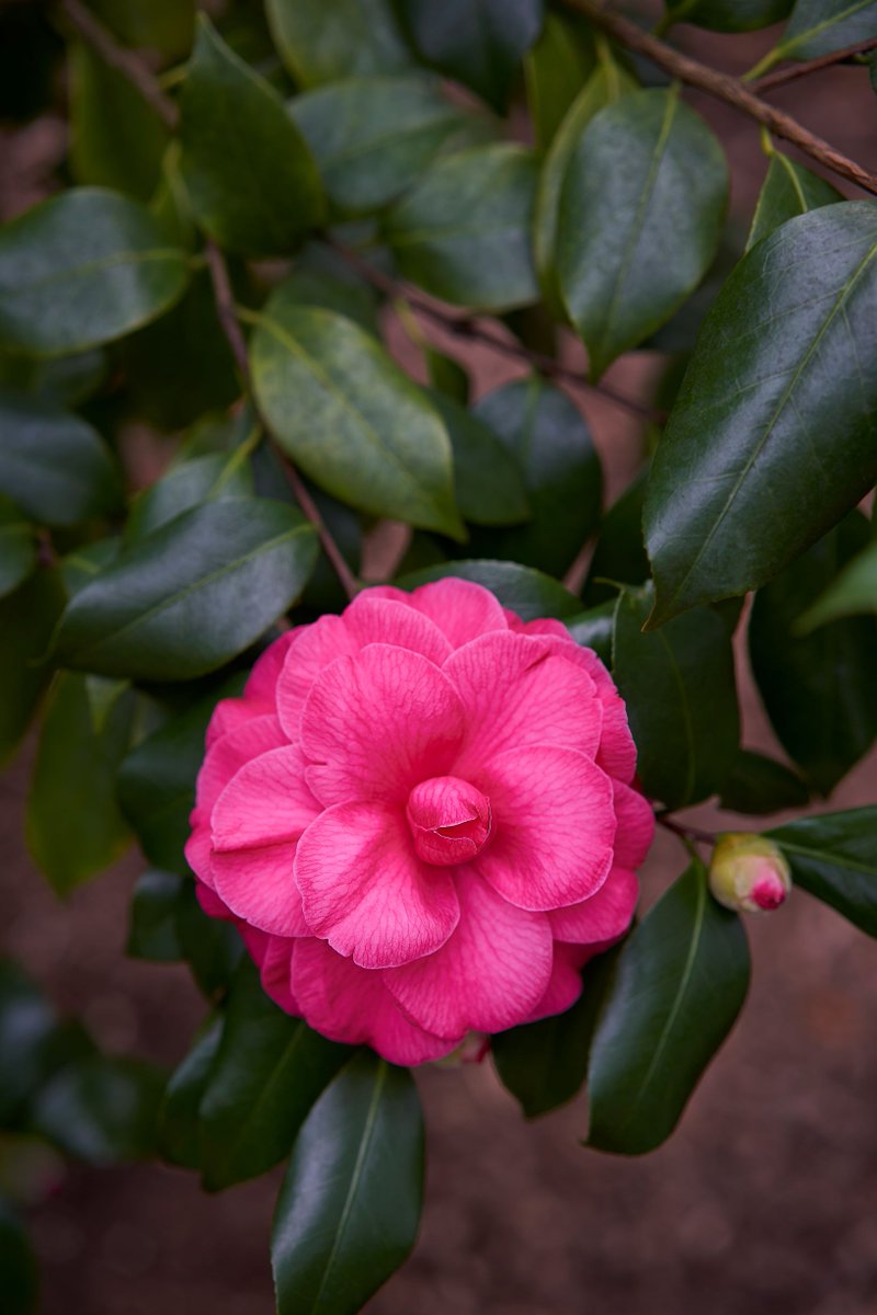 Join us for the Camellia Festival this Sunday, 2/17 and see over 200 camellia shrubs and trees. Coe Hall will be open for self-guided visits and feature family programming, $10 entrance fee. Visit plantingfields.org for more information.