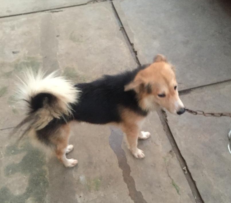 What Breed Are Nigerian Local Dogs