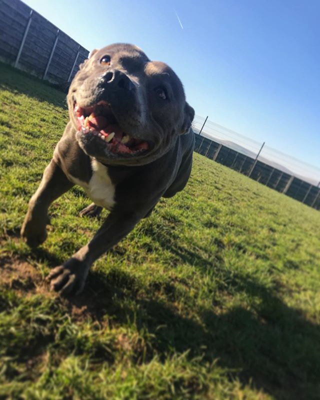 PawprintsBury's tweet photo. Paddy😊 •
•
•
#dog #dogs #Pawprints #Kennels #pawprintsplaytime #doghotel #pet #pets #animal #animals #dogboarding #dogsitting #ilovemydog #pawprintskennels #dogoftheday #lovedogs #bury #ramsbottom #bolton #manchester #doglover https://t.co/mOPchCSBAS https://t.co/cErWt7omrs