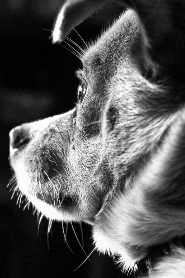 bark_ball's tweet photo. Our Third Charity is @manchestercheshiredogshome They Never put a healthy dog down.
AND Continue to accept Stray and Unwanted Dogs in Manchester and Cheshire.🐶
Join us on the 28th June for the Twilight Bark Ball @courthousechesh 
#giveadogachance #charityball #knutsford https://t.co/9T0YPZqgbW