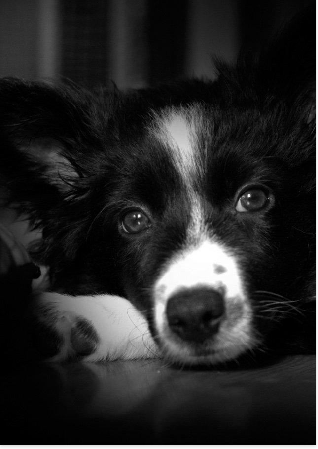 bark_ball's tweet photo. Our Third Charity is @manchestercheshiredogshome They Never put a healthy dog down.
AND Continue to accept Stray and Unwanted Dogs in Manchester and Cheshire.🐶
Join us on the 28th June for the Twilight Bark Ball @courthousechesh 
#giveadogachance #charityball #knutsford https://t.co/9T0YPZqgbW