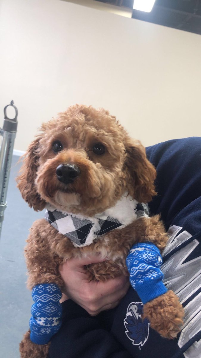 WoofNj's tweet photo. New member of the Woof House family! https://t.co/amW2qCozdy