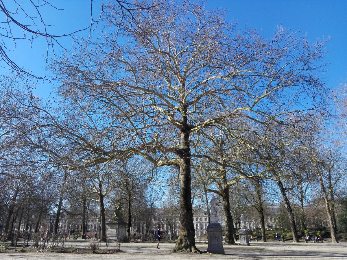 BlogAllantVers's tweet image. Pas sûr qu'on doit s'en réjouir mais bon sang, cette météo printanière fait un bien fou au moral 🌞
#Bruxelles