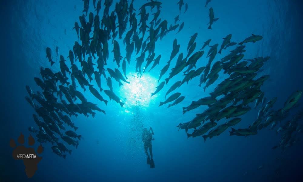africa_media's tweet photo. Tips for the aspiring #underwaterphotographer 
🐬🐬🐬
https://t.co/Kdd7WCJcUj
#photographyhacks #tips #wildlife #underwaterphotographybeginners #supersaturday #dive #scuba #diveSA #scubalove #scubalife #diver #Macro #whitebalance #ISO https://t.co/AV1g7lBIeB