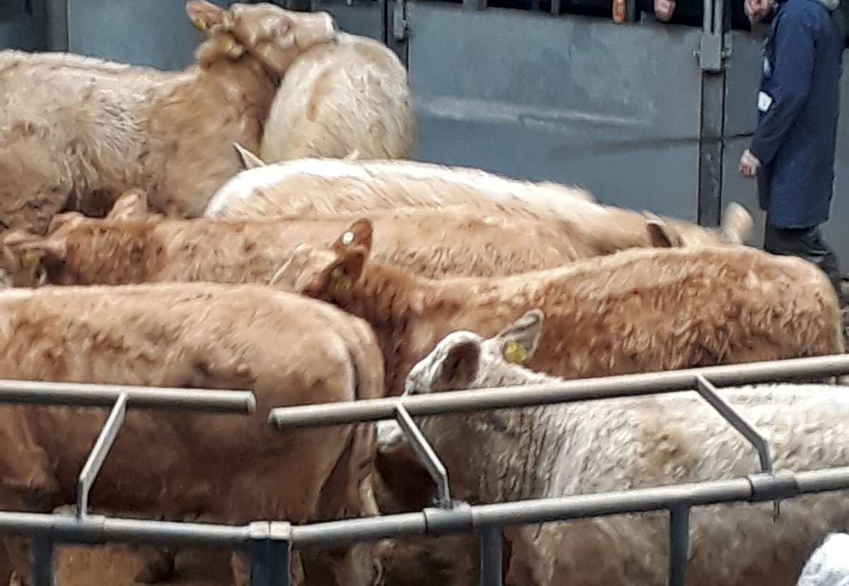Jean_BSIB's tweet photo. More #charolais yearlings through the ring #BSIB #brokerofchoice #farming #ANMGroup #Thainstone #cattle https://t.co/Z9VCQ0revK