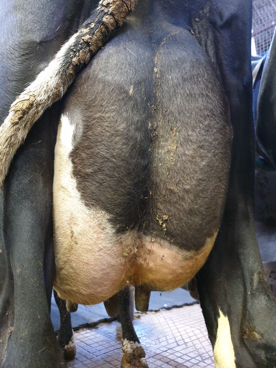 VG87 2nd calf Supersire projected to do 15638L. In calf to Abs Crimson.157 DIM giving 55L a day. 

#TeamDairy #LoveMilk #LoveDairy #BritishMilk #BackBritish #Holstein #HighWelfare #ProudOfDairy #HappyCows