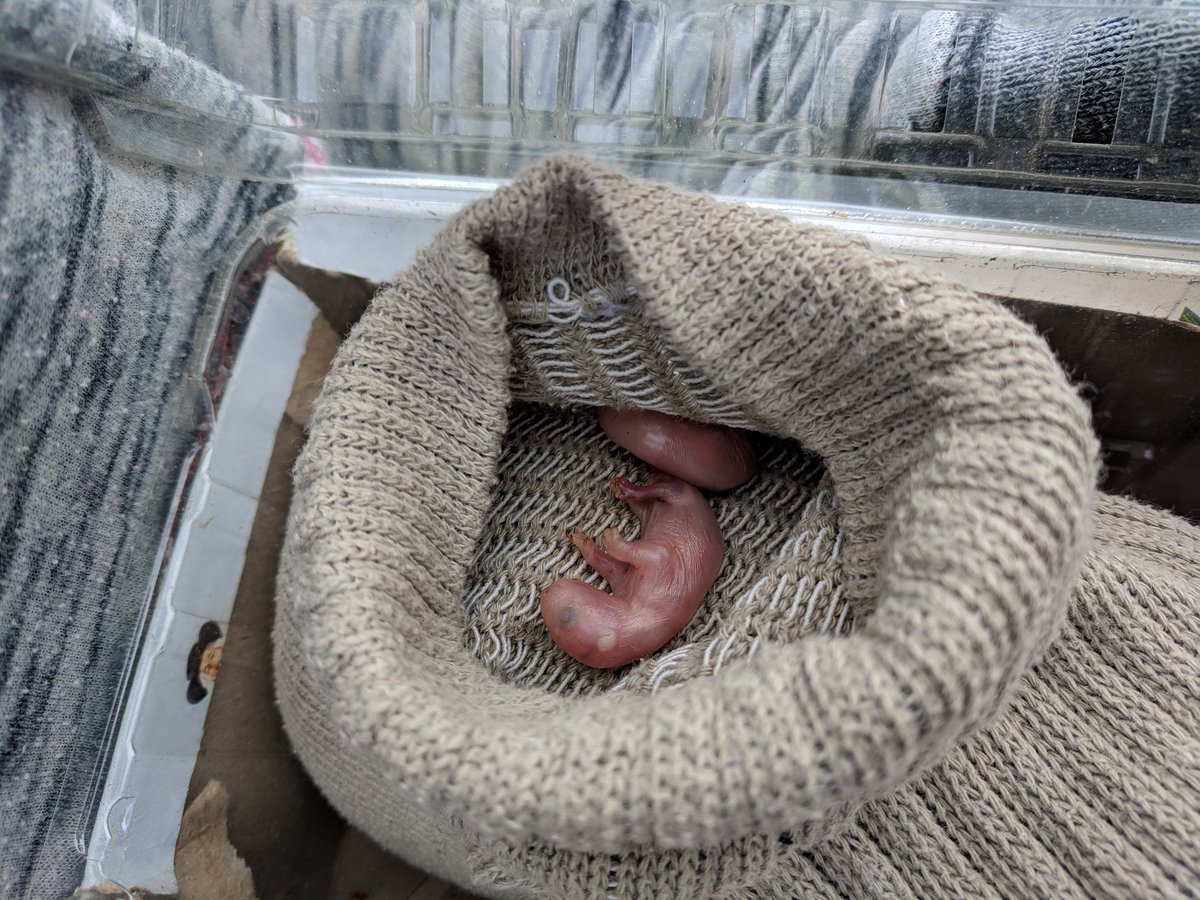 cmrigel's tweet photo. 6 babies total. Only embryos 3 definitely alive. Other 3 I don't think they're alive, but trying to warm them up. 😓 Rescue has the 3 that are definitely still alive. She's going to do her best, but they're so tiny. 🤞❤️🙏 https://t.co/jniAk6CLIt