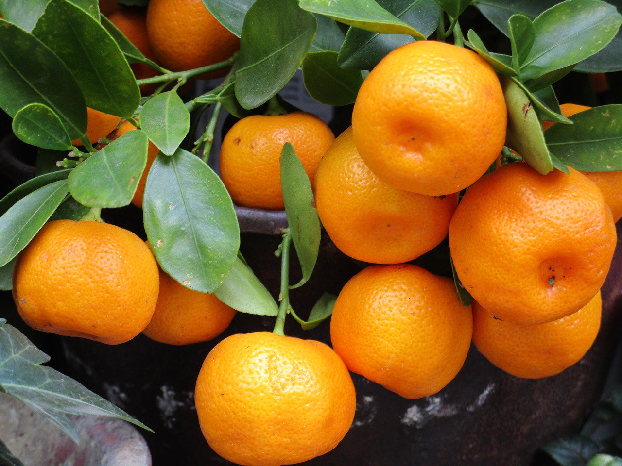 We love mandarin oranges - a term that describes these smaller citrus varie...