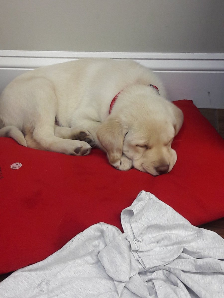 CCLS_Luttrell's tweet image. It's been a busy morning, time for a nap in the office. It's a dog's life.  Lucky dog.  @cclschargers