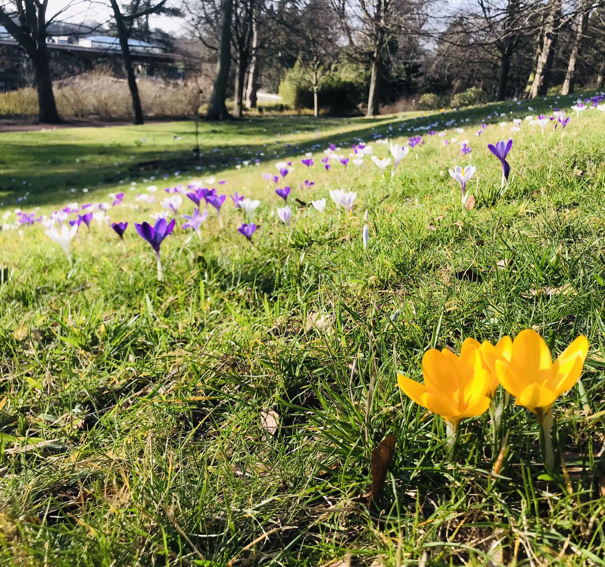 Apithanny's tweet photo. The crocus carpet in @TheBotanics was looking splendid today and provided my first bumblebees of the year, including buff tail and tree. Today was a good and hopeful day on so many fronts! #thebeesareback #ClimateAction π https://t.co/23OpPLJnIU
