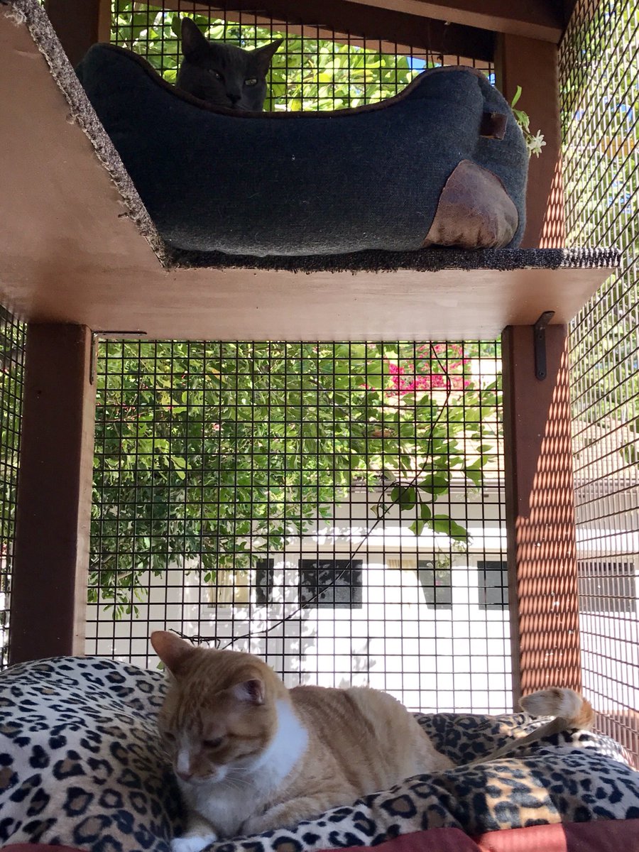 CatioGuy's tweet photo. Whatβs your #catios name? This is Apartment C. #cats #catstanding #catio #catsofinstagram #CatsOfTwitter https://t.co/1P2PMoHqH4