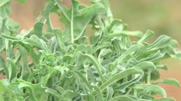 gerenciafihr's tweet image. Portem una ''bona temporada''amb les Administracions.📍Dilluns es presenta un #showcooking de l'espigall del Garraf a @FundacioAlicia amb l'impuls de @diba @parcataula @xarxadeparcs i @la_UPC entre d'altres: ni @GremiHostSitges ni @GremiVNG han estat convidats.Ho veuen a la web📅