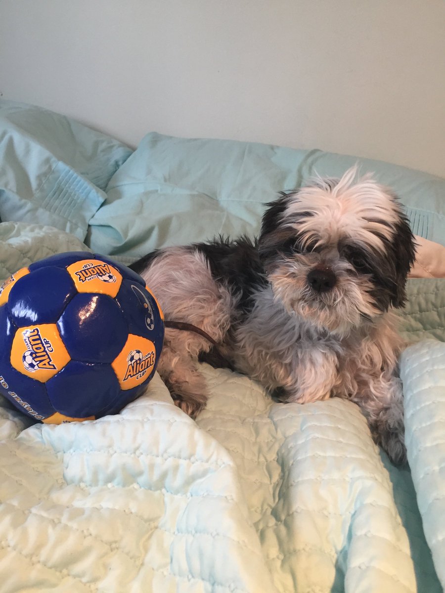 #FurryFriendFriday almost 15 and still “kicking” <a href="/aspoirier/">ash</a>