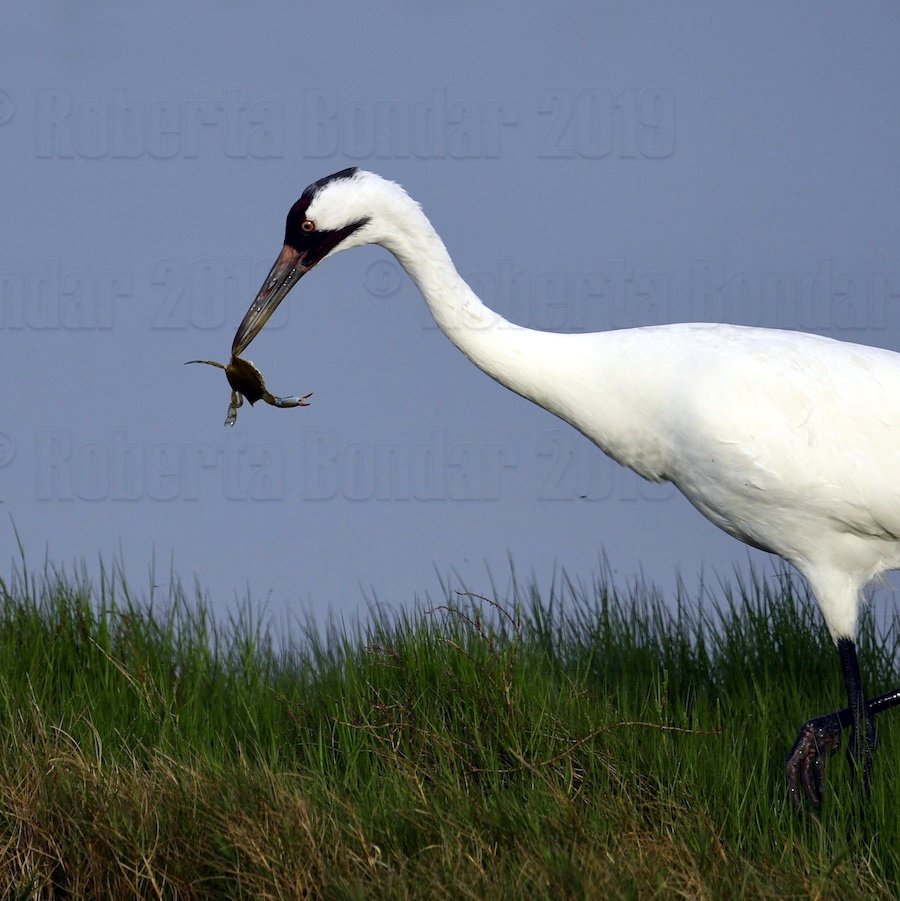 RBondarFdn's tweet image. A #WhoopingCrane puts the bite on a #BlueCrab in #AransasNWR #wetlands
Small crab? Swallow whole
Large crab?
  Pick up x ea claw
  Snap to remove claws
  Drop upside down; eat soft bits
#SpaceforBirds project bit.ly/2W3RUsf
@RobertaBondar @AMASSresearch @USFWSRefuges