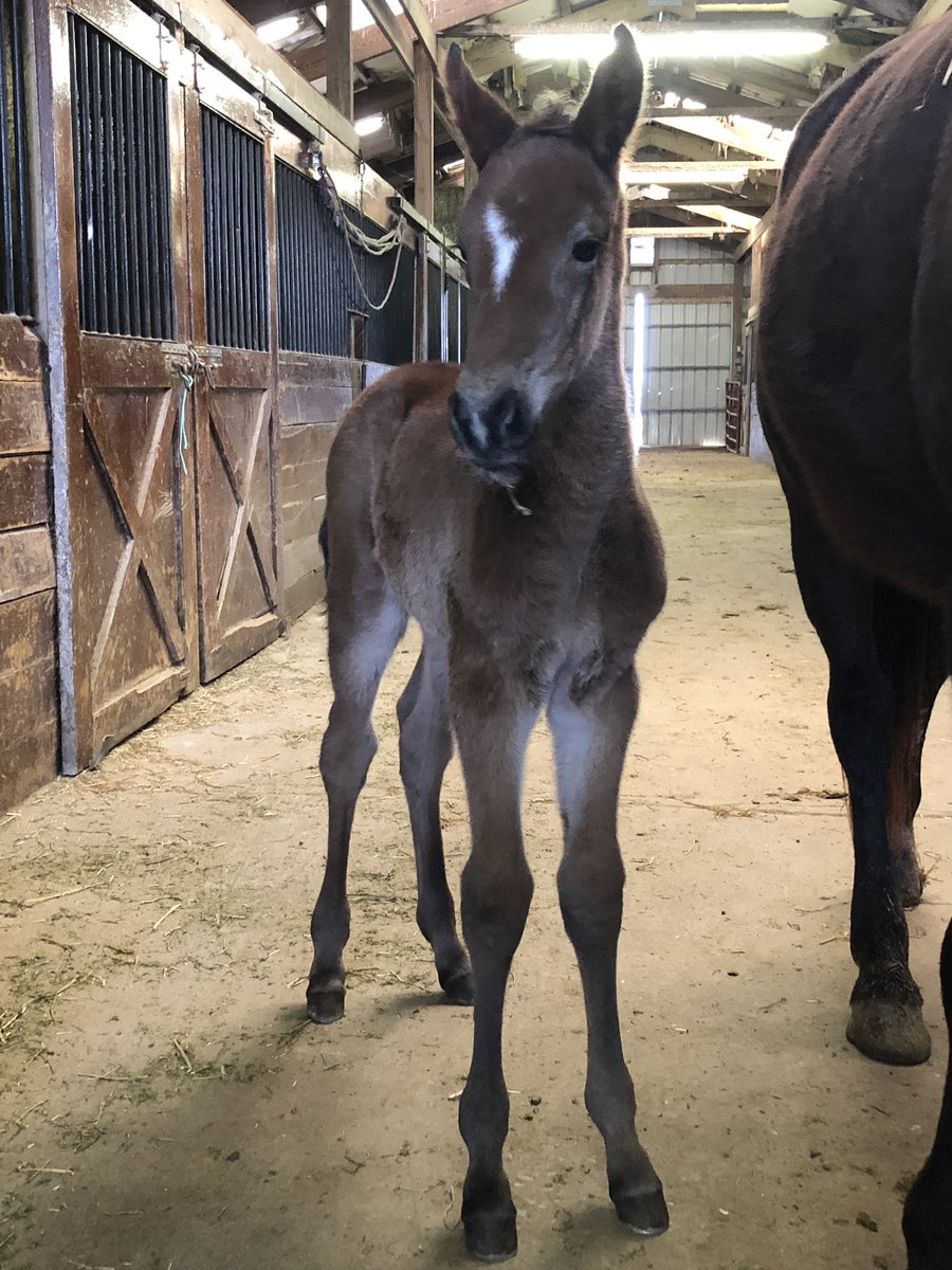 Midland Acres tweet media