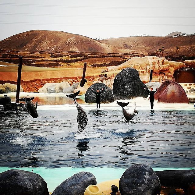 CaenRagestorm's tweet photo. Rancho Texas parque ☺️
#dolphins #show #lanzarote #spain #canarias #dolphinshow #parque #trip #animals #animalphoto #photograhy #photo #traveling #exploring #zoo #vacation #fun #travelwithcaen #caenRagestorm https://t.co/6RYdq0xfpC https://t.co/DYxIylzqfw
