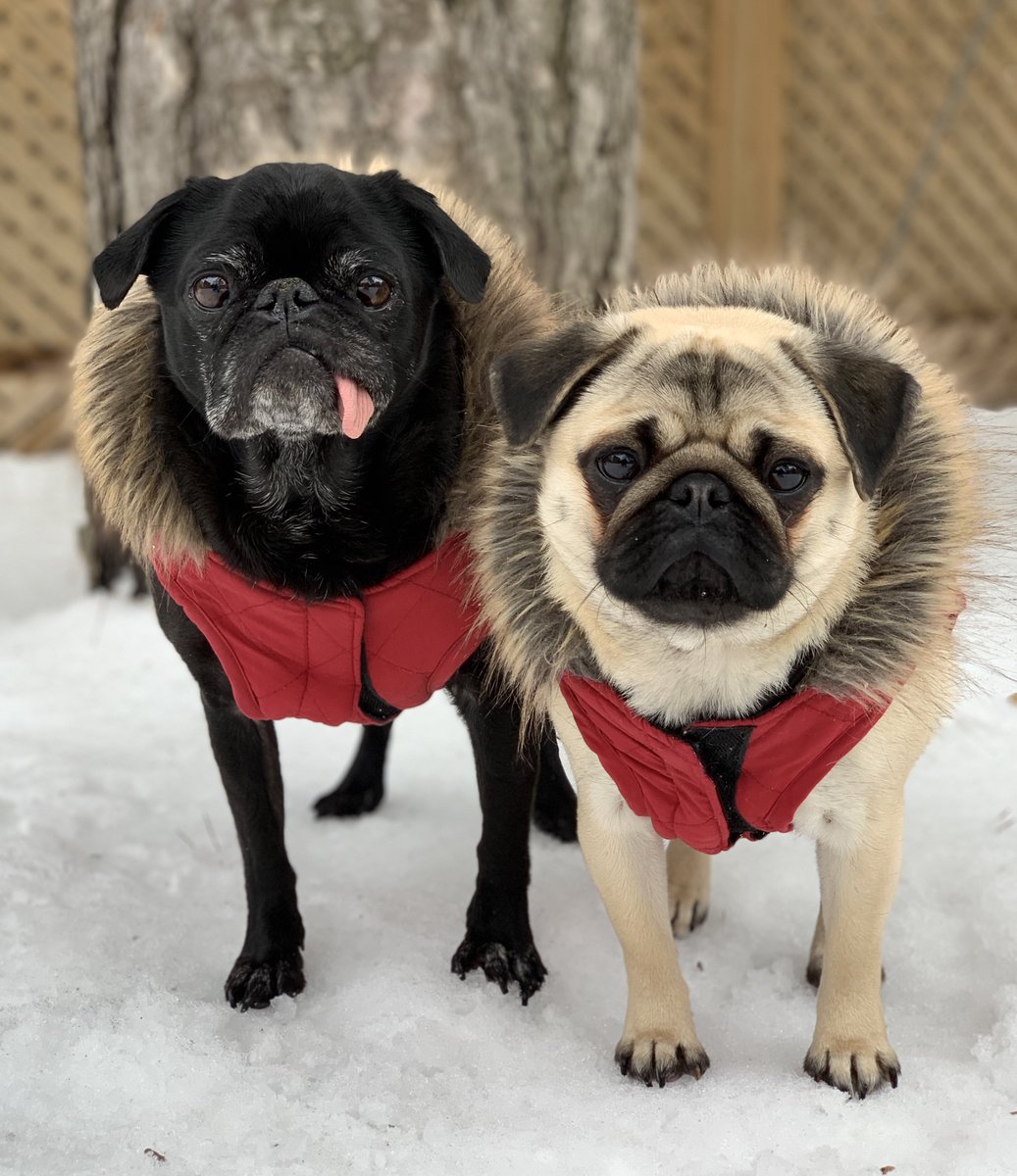 Just a couple of pugs roughing it through another Canadian winter
While looking mighty fine I might add 😊
#fortheloveofpets