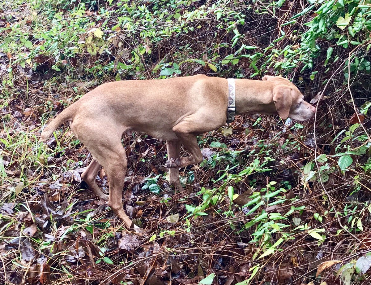 sbryan0905's tweet image. No kibble, all home prepped food, 5 months in. Allergies gone, growths gone/receding. Treat em like fam, feed em like fam. 10 year old with 2 year old energy! Major assist from #plexusmegax