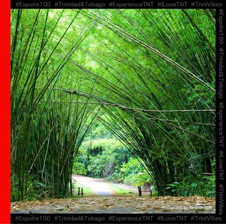 mccdtt's tweet image. Located in Tucker Valley Chaguaramas, this paved trail is a delight to hikers and bikers to the peninsula. 
Photograph by: Dave Cropper
#Explore100 #exploretrinidad #noplastic #keepitclean #captionthis #RediscoverTrinidadandTobago #TrinidadWeekendAdventure 
@rmitchellsfe @OPM_TT