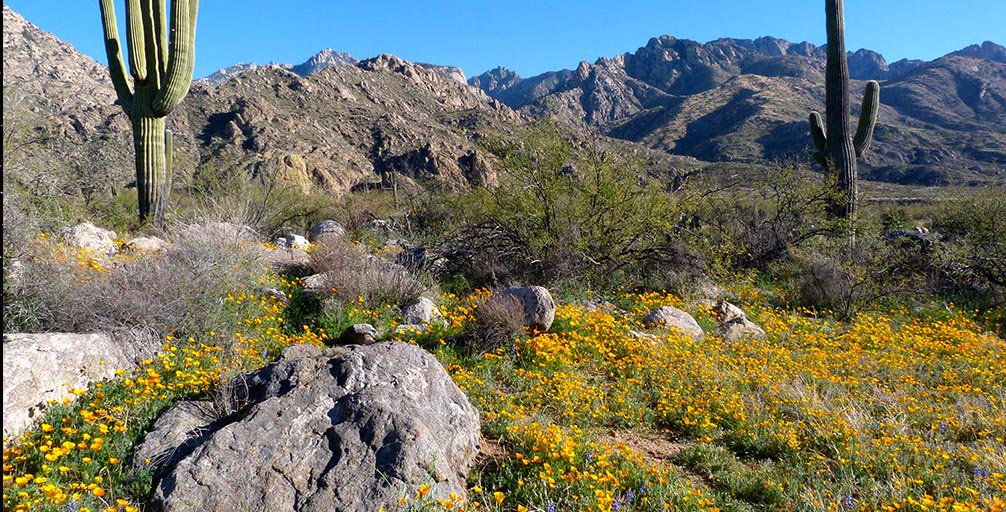 Looking for a wild weekend? We've got plans 👉 bit.ly/2UYeLEt #ExploreAZ #Phoenix #Tucson #Catalina #wildflowerseason